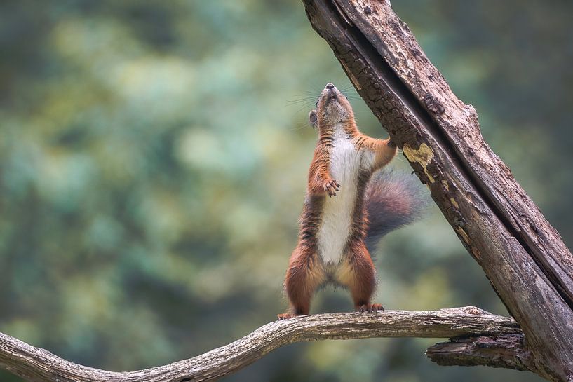 eekhoorn van Andy van der Steen - Fotografie