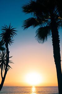 Prachtige silhouette foto van bomen op Tenerife