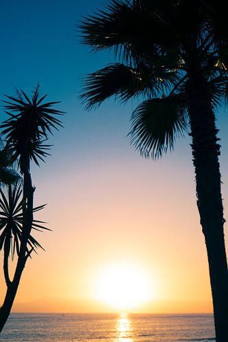 Prachtige silhouette foto van bomen op Tenerife