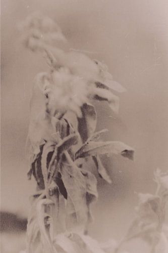 Hipsterhausen _ 20