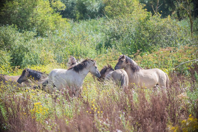Konik horses in nature by Ans Bastiaanssen