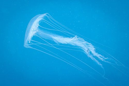 Jellyfish @ Komodo, Indonesia