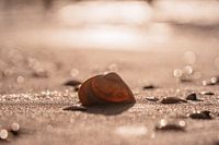 The shell washed ashore at sunset.