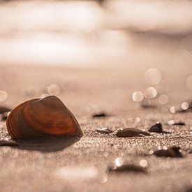 The shell washed ashore at sunset. by Michelle Rook