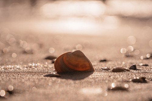 The shell washed ashore at sunset.
