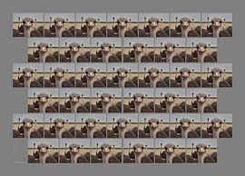 African ostrich by Matthias Brix