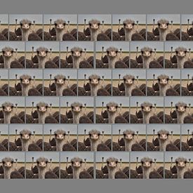 Afrikanischer Strauß von Matthias Brix