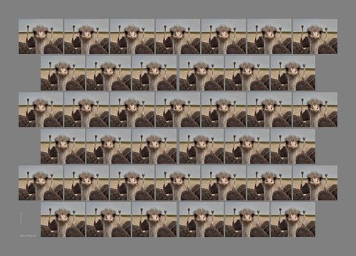 Afrikanischer Strauß - #808080 von Matthias Brix