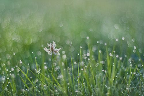 Morgenlicht