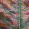 Herfstkleuren in een blad van Jolanda de Jong-Jansen
