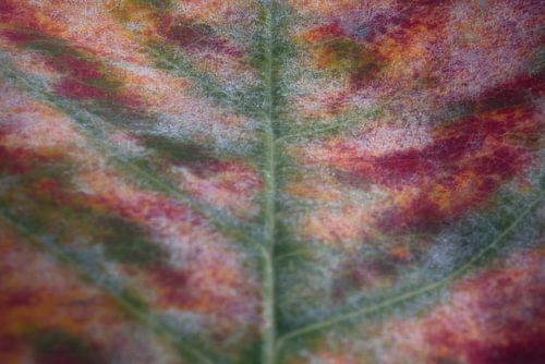 Herfstkleuren in een blad van Jolanda de Jong-Jansen