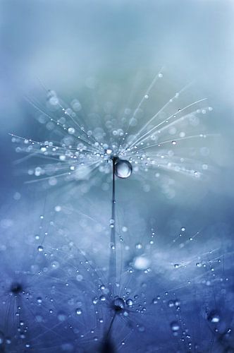 Macro - Paardenbloem