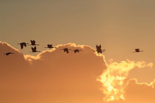 Zonsondergang Kranen Zingst Oostzee Duitsland