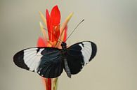 Black butterfly von Rene Mensen Miniaturansicht