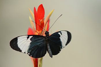 Black butterfly