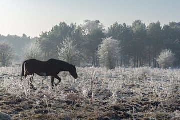 Wild paard op de Veluwe van Cilia Brandts