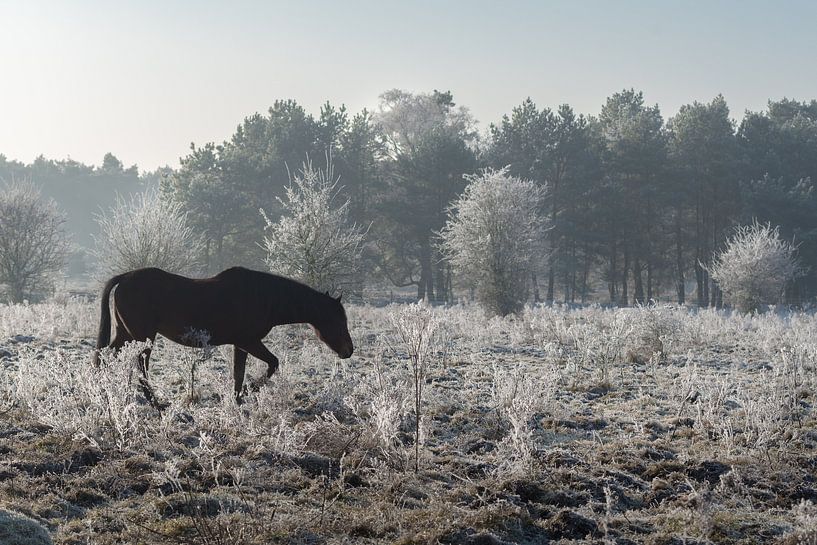 Wild paard op de Veluwe by Cilia Brandts