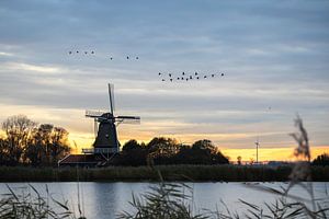 Mill Leonide entouré d'oies au lever du soleil