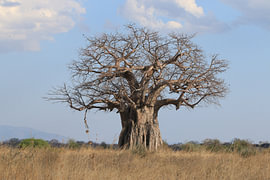 Baobab by Bärbel Severens