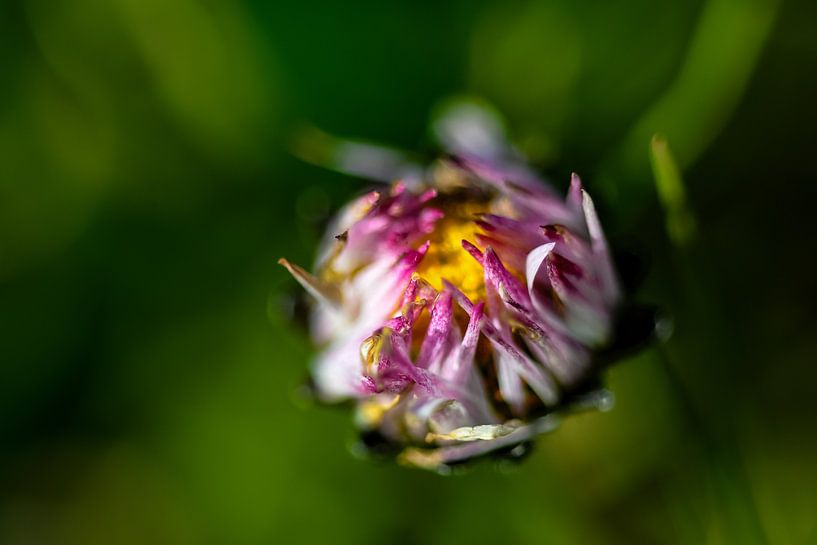 Daisy by Jaap van den Bosch