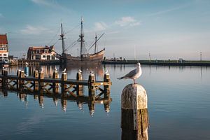 Seemöwe mit dem Ijselmeer im Hintergrund bei Volendam von Jolanda Aalbers