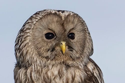 Oeraluil, portret, rustend van Jan van Vreede