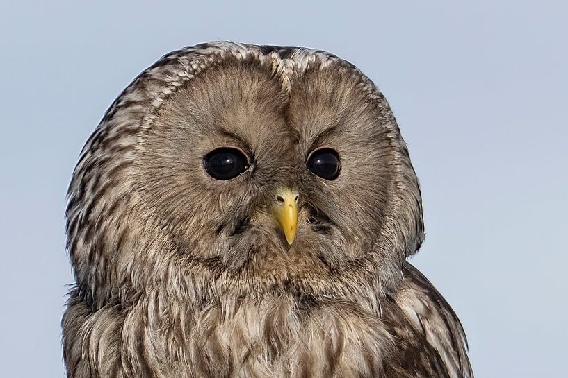 Urchin owl, portrait, resting by Jan van Vreede