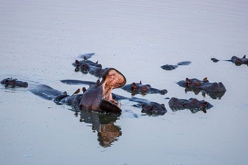 Nijlpaard opent zijn bek tussen zijn soortgenoten met vogels op zijn rug in Zimbabwe van mitevisuals
