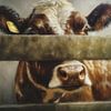 Des yeux de vache par-dessus la clôture sur Marjolein Deelen