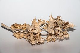 Dried thistle by Joachim Küster