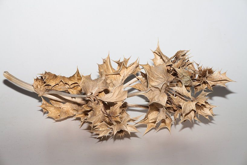 Getrocknete Distel von Joachim Küster
