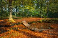 L'automne sur le domaine de Braak par Henk Meijer Photography Aperçu