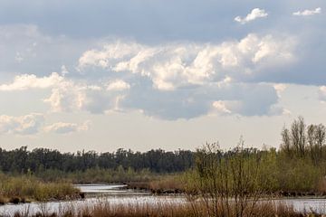 Forêt avec un ciel blanc nuageux sur whmpictures .com