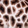 Vacht van een giraffe van KC Photography