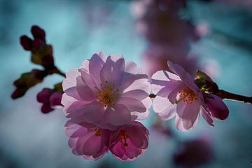 Kirschblüte im morgendlichen Gegenlicht von Kurt Krause