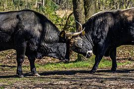 Kämpfende Stiere, Naturschutzgebiet De Maashorst 2 von Marijke Veltmaat