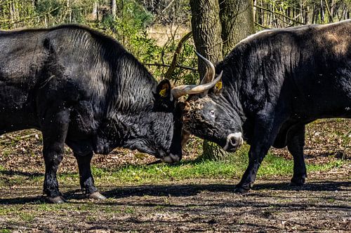 Bulls in battle, De Maashorst nature reserve 2