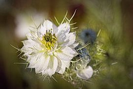 Kleines Fräulein in Grün