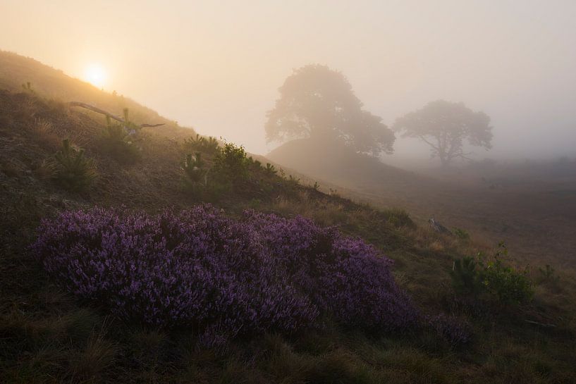 Mistige zonsopkomst Veluwe von Rick Kloekke