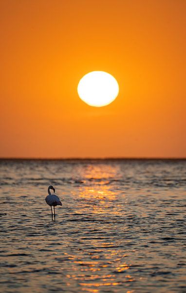 Flamingos at sunset in Walvis Bay Namibia, Africa by Patrick Groß