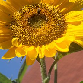 Sunflower by Eric Verhoeven