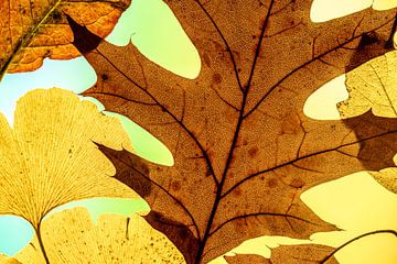 Feuilles d'automne sur Thomas Riess