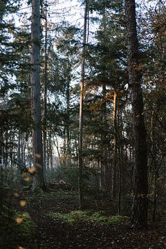 Morgenlicht im Wald von Wianda Bongen