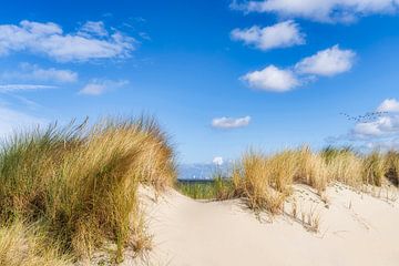 Duinen van Goeree de Kwade Hoek van eric van der eijk