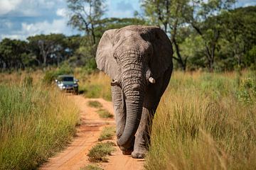 Grote mannetjes olifant tijdens een safari in Afrika van Chihong