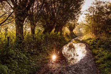 Le chemin des saules sur Rob Boon