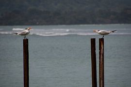 Des étoiles sur des échasses