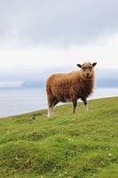 Faroe Islands | landscape | sheep