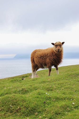 Faeröer Eilanden | landschap | schaap