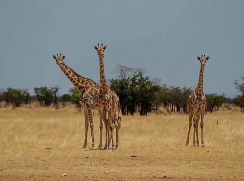 Grote Afrikaanse giraffe in Namibië, Afrika